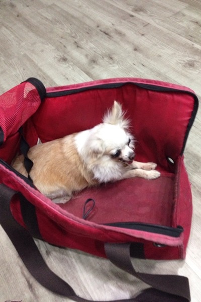 Thea被裝在紅色袋子中,剛到新主人家時,還一度不願出來。 Thera/提供