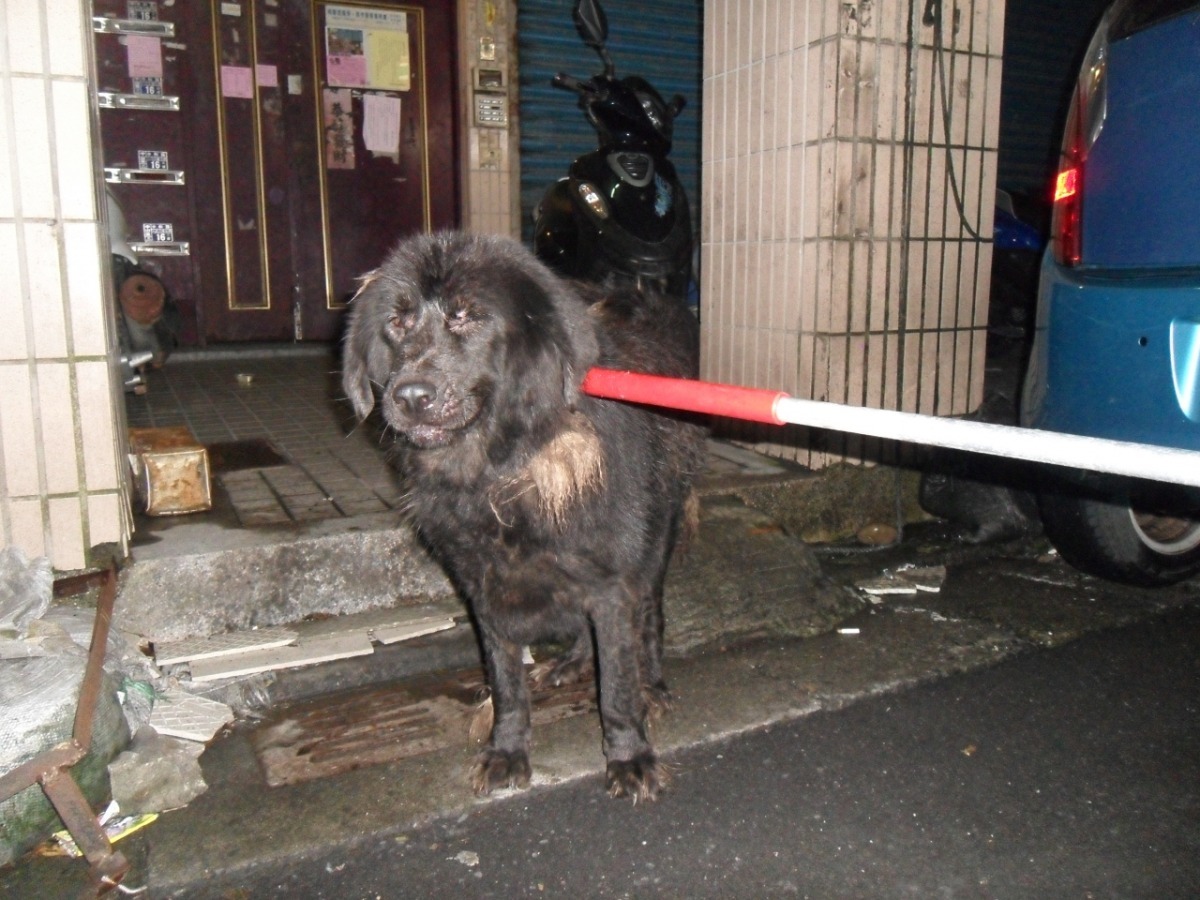 基隆市防疫所人員在接獲通報30分鐘內，即趕到現場將混血獒犬帶回。　基隆市防疫所/提供