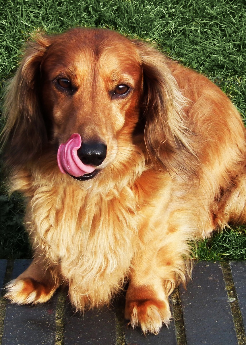 Dr. Larsen表示，在美國也有販賣現成的鮮食，但多由寵物食品大廠製作、販售，所有營養成份的計算和飼料一樣嚴格。台灣的市售鮮食，則尚無法定標準。　取自flicker: Schlurrrrrp