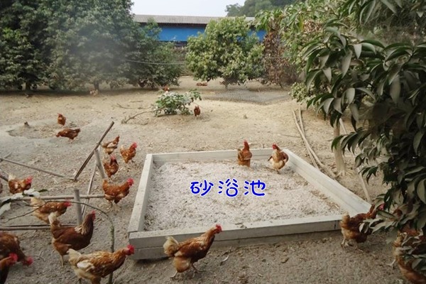 母雞在放牧區玩耍、洗砂浴。　福壽實業/提供