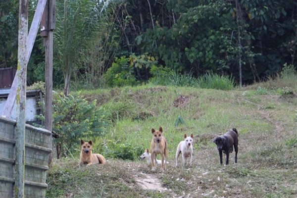 為維持生態平衡，陽明山國家公園管理處擬禁止民眾餵食遊蕩動物。此為示意圖。　李娉婷/攝