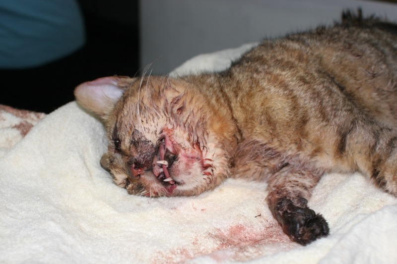 虎斑貓被車輾過，臉部受創。  新北市動物保護防疫處/提供