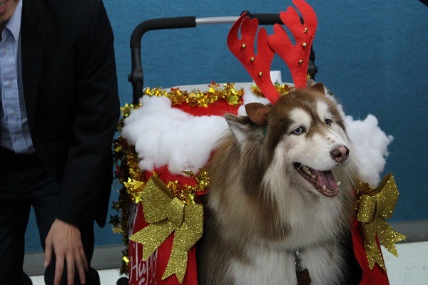 聖誕節要到了，你打算怎麼裝扮毛孩和推車呢？　李娉婷/攝