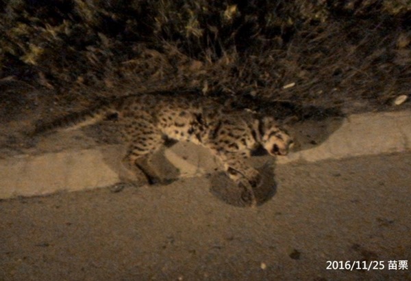 11月25日，苗栗140縣道接近卓蘭鎮的路段再次發現石虎屍體，這已經是今年第8起石虎路殺事件。　取自石虎保育大使 阿虎加油