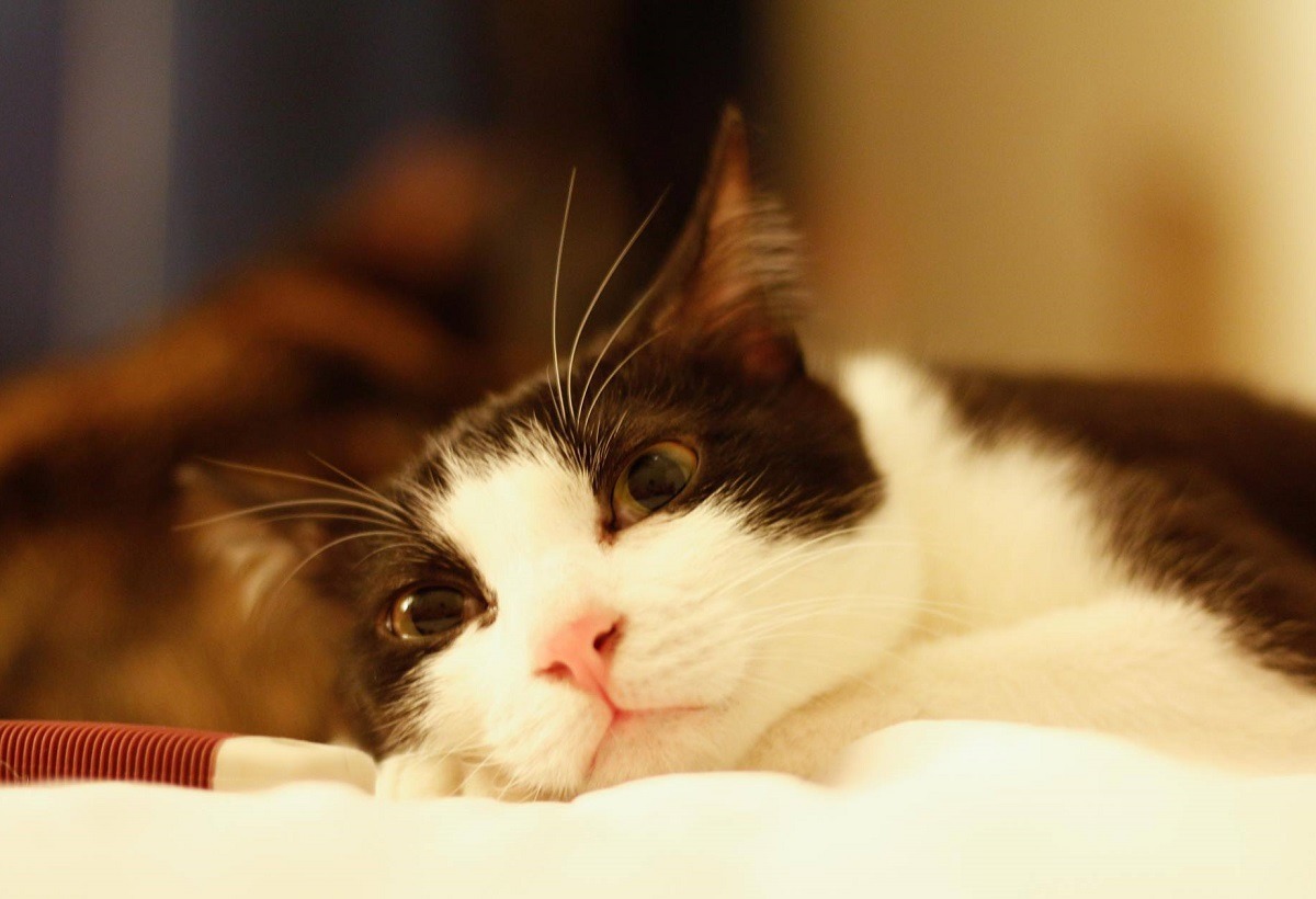 參賽貓咪施小冰擁有高人氣,超粉嫩貓鼻吸引了不少網友投票。 施聖凱/提供