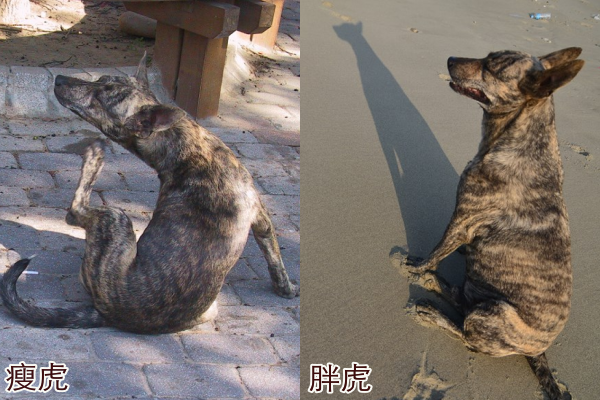 毛頭投入動保領域多年，只把一隻瘦虎斑養成胖虎。  毛頭/提供