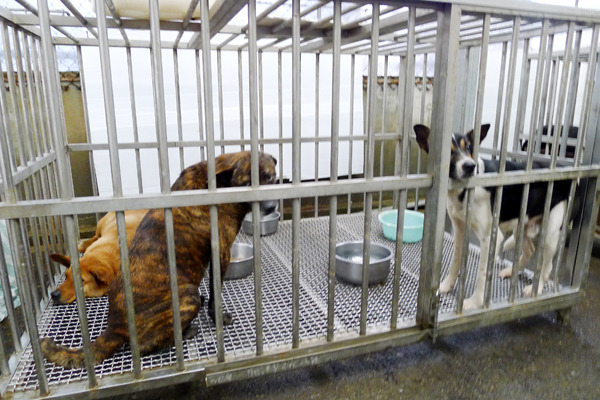 昨立法院朝野黨團協商達成共識,通過《動保法》修正草案,拿掉公立收容所犬貓安樂死規定。 何宜/攝