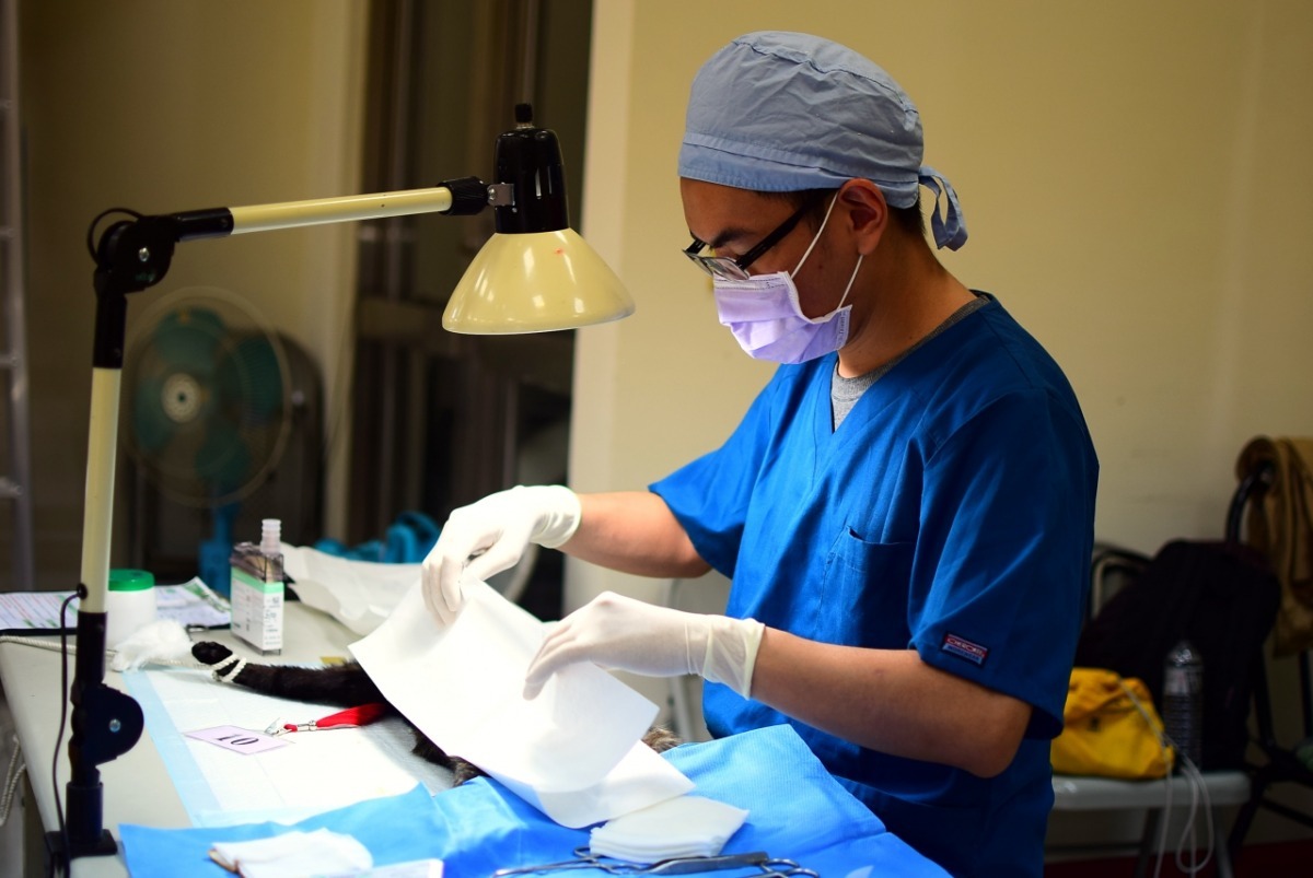 正要進行絕育手術的貓咪。  江幸芸/攝