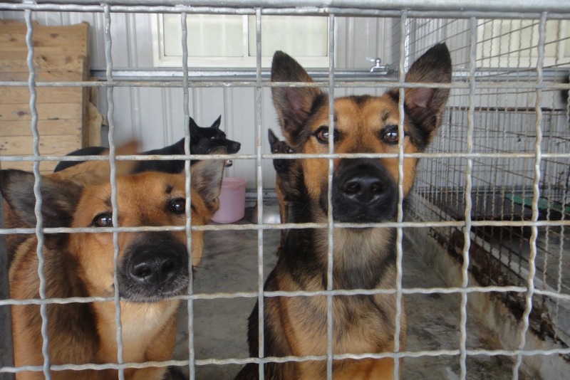 紀媽媽歡迎民眾前來領養狗兒。  江幸芸/攝