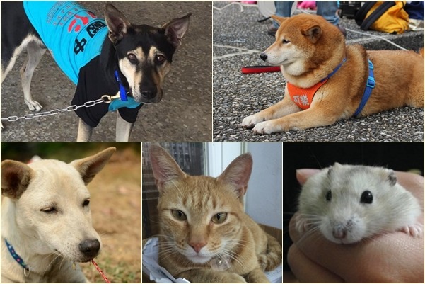 校園星寵選拔賽目前吸引29隻狗、4隻貓、1隻老鼠報名。　取自「大仁國中校犬專區」臉書、活動官網‧江幸芸/攝