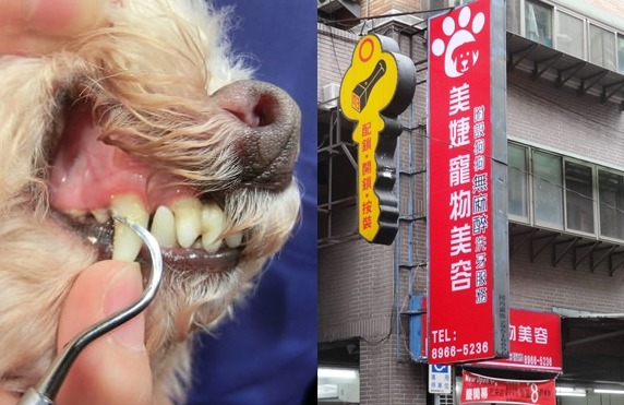 操作無麻醉洗牙被民眾檢舉的寵物美容。圖左為示意圖，非取自美婕寵物店。　新北市動保處/提供；取自GREEN DOG