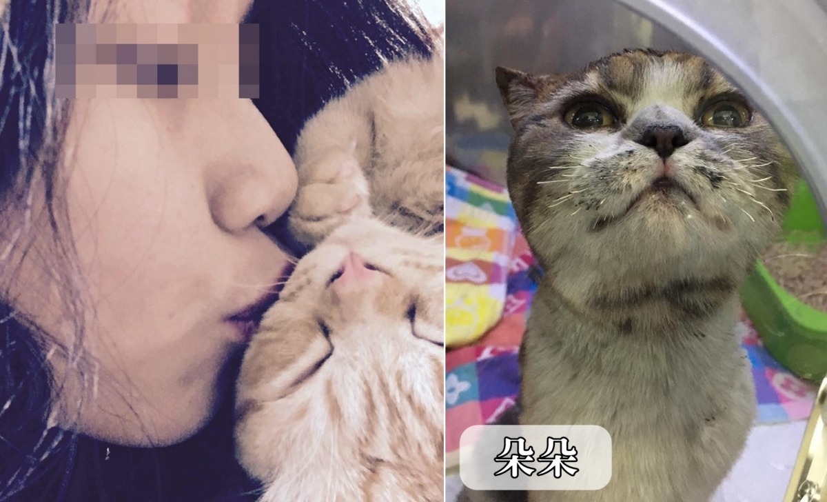 女孩的其中一隻愛貓朵朵(右)，已於今晨尋獲。　吳小姐/提供