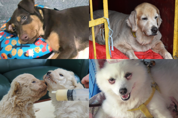 台中市南屯區清潔隊所在地過去是台中市棄犬留置中心,10年前曾爆發狗吃狗慘案,如今隊員對狗兒的愛,讓這裡充滿光明。 台中市南屯區清潔隊/提供