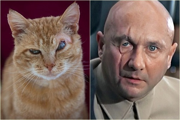 英國一隻橘貓長得像電影《007》系列的反派角色布魯佛，你覺得呢？　取自英國《每日郵報》