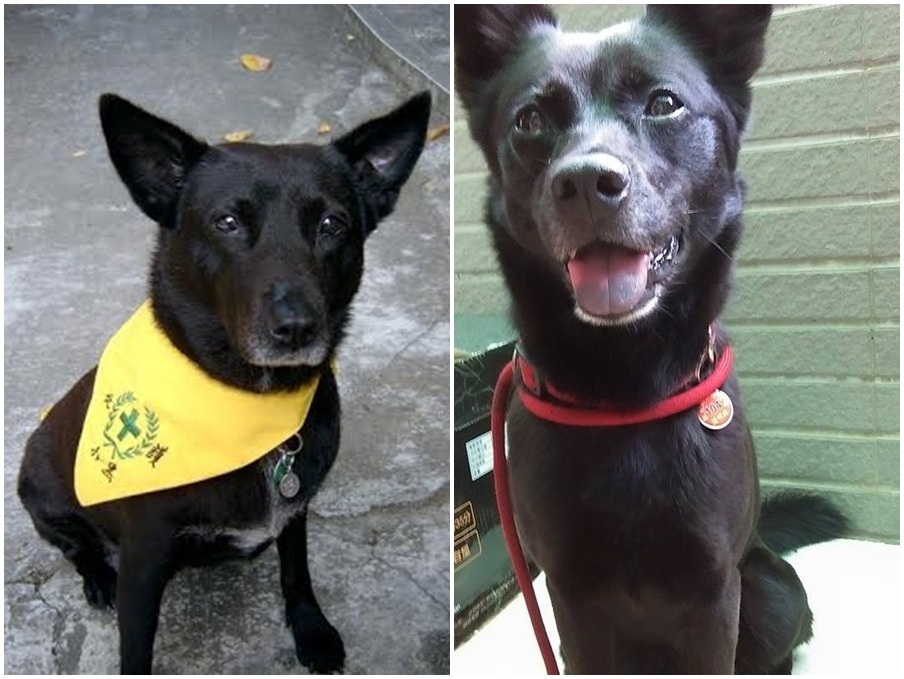 北護校犬小黑(左)和臺北大學校犬黑摸摸(右)。　葉明理、北大愛動物社/提供