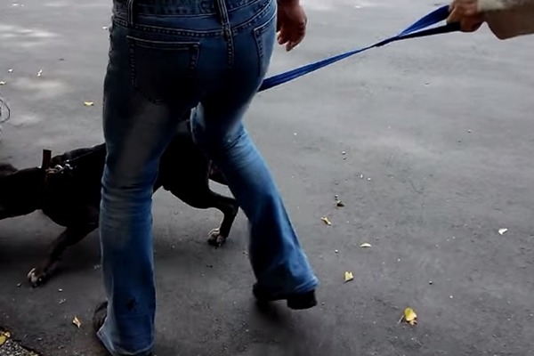 高雄市動保處表示，目前沒有證據顯示比特犬是自己跑到公園，但飼主沒有管好狗狗是事實，將依法開罰。　取自Youtube