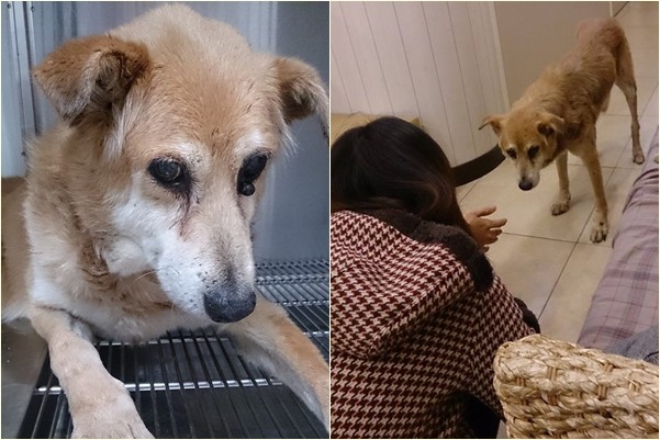 流浪狗毛毛在竹圍討生活，被四季動物醫院的黃醫師帶回醫院，一掃晶片才發現飼主就住在北投，飼主一家當天就把毛毛帶回。　帕子媽/提供
