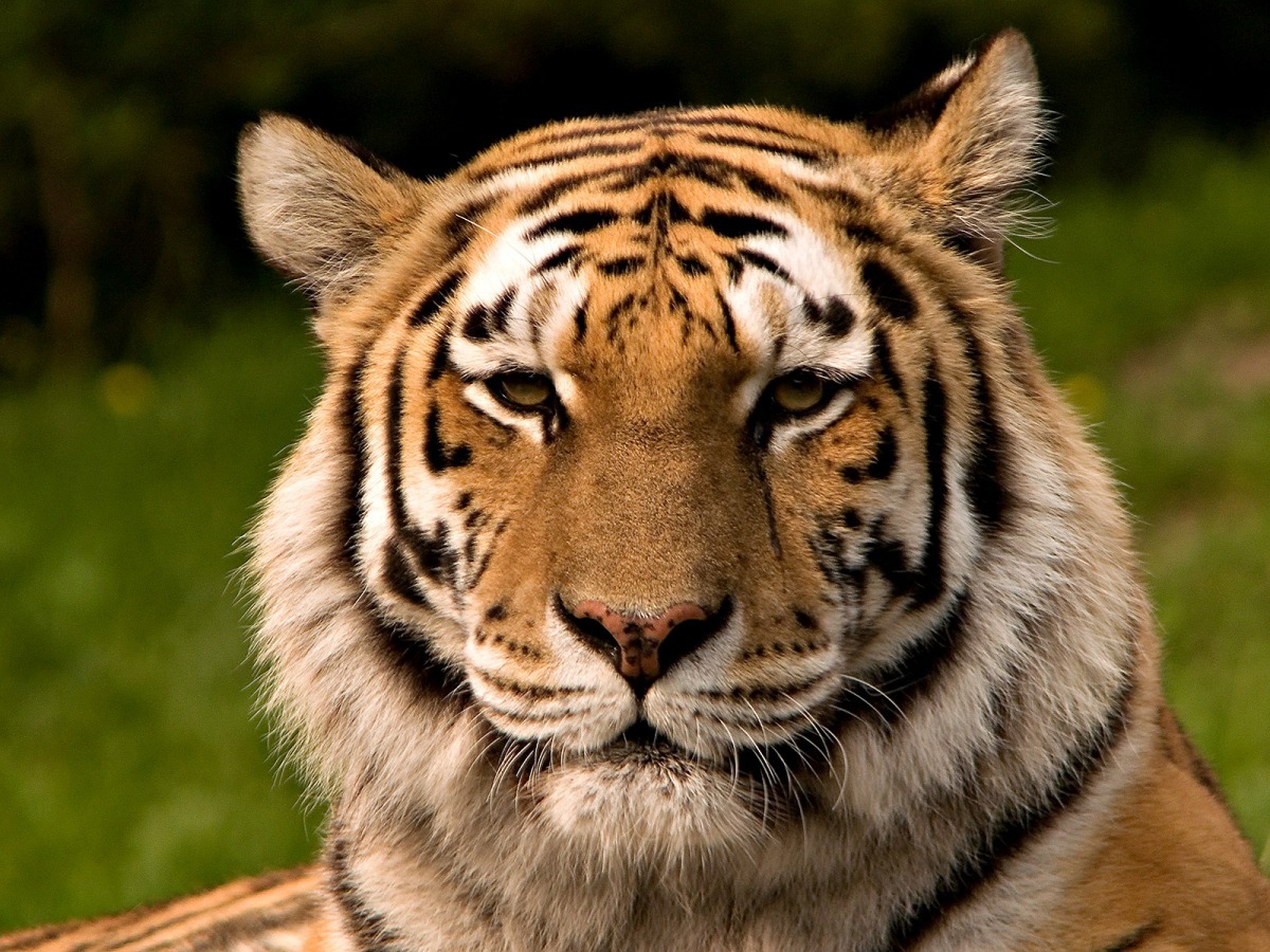 世界自然基金會(WWF)估計全球僅存3200隻老虎。 取自維基百科