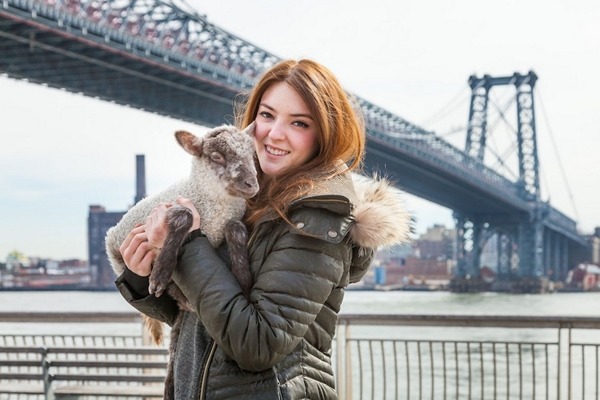 小羊在人來人往的城市中,成了最特別、最舒壓的風景。 取自英國《鏡報》