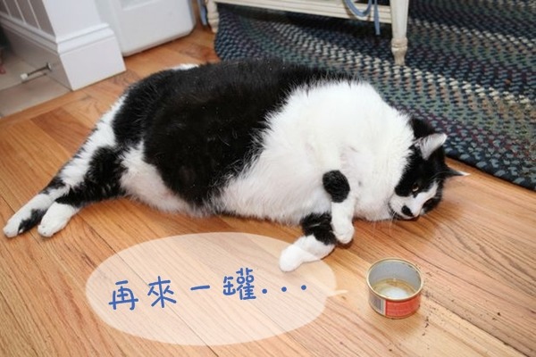 Sprinkles的前飼主不懂正確飼養方式，還可能讓牠無限制地吃人食。　取自英國《鏡報》