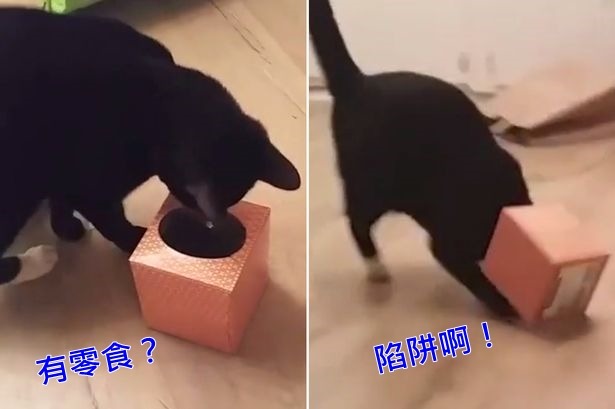 黑貓為了吃零食,整顆頭竟然卡在面紙盒裡。 取自英國《鏡報》