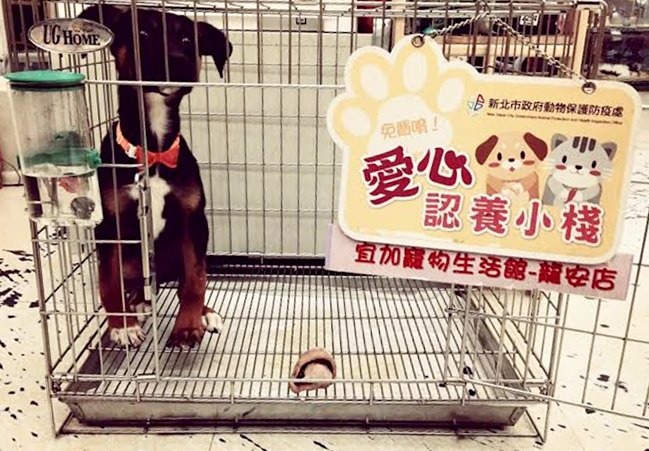 除了飼料由新北市動保處提供，犬貓在認養小棧中的照顧餵養都由店員負責，黃文鵬擔心增加員工的工作量，因此自掏腰包提供認養獎金。　宜加寵物生活館/提供