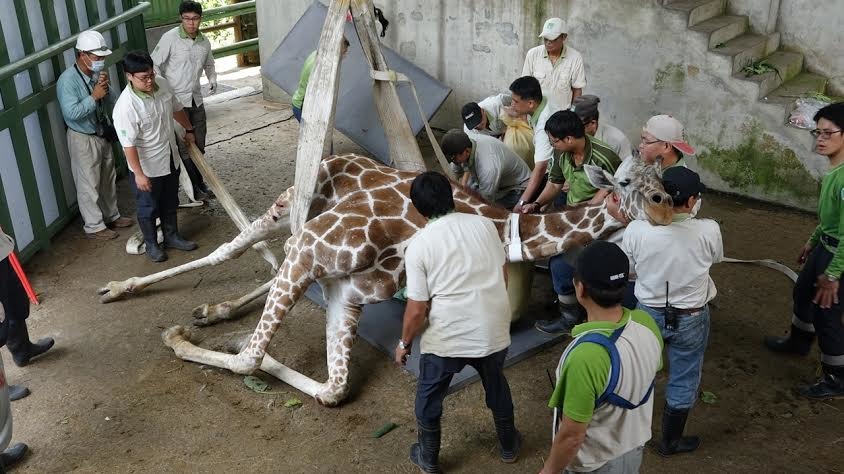 母長頸鹿長宵已經27歲，算非常長壽。　台北市立動物園/提供
