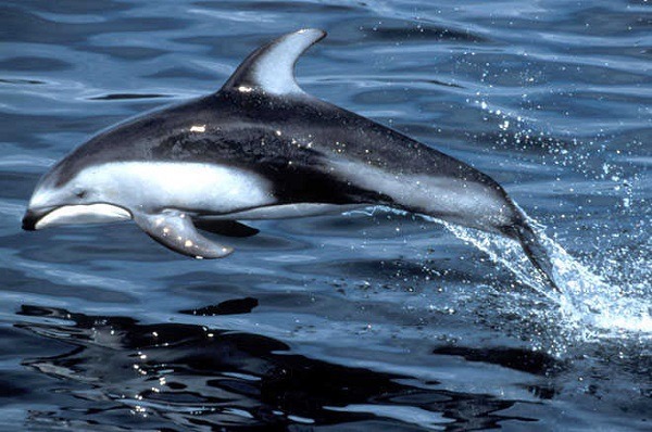 太平洋斑紋海豚有著魚類一樣的身體，這有助於牠們快速穿行於水中。取自網路