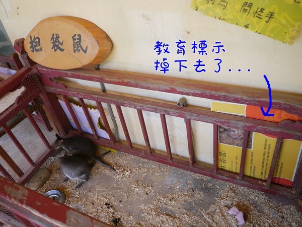 台中天馬牧場的袋鼠飼養空間狹小，教育標示還掉到一旁，令人質疑教育意義。　TSPCA、動平會/提供