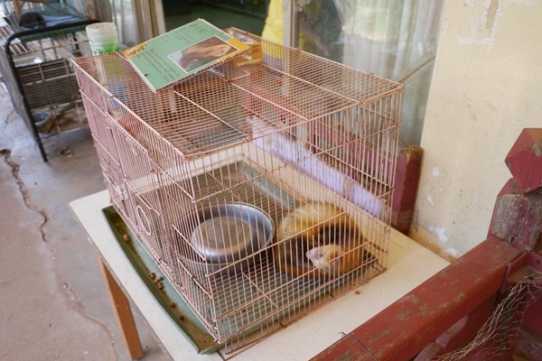 曾被舉發矇眼貂生活空間太小的天馬牧場，若要繼續經營動物展演，得先成為觀光產業、社會教育機構、休閒農場業者之一才行。　TSPCA、動平會/提供