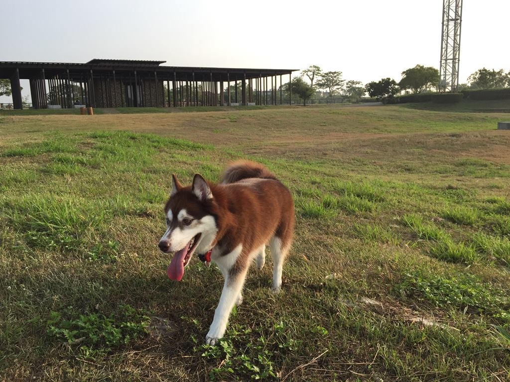 水崛頭公園有都市少見的超大片草地。　Christine/提供