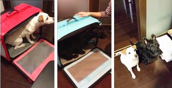 黃小姐的兩隻狗狗經過一星期的籠內訓練,已經不會在陌生環境焦躁。 寵物友善協會/提供