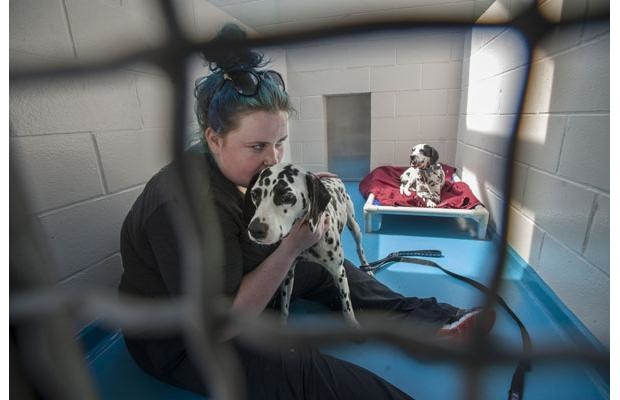 這些長期營養不良、生活空間不足的狗已被BCSPCA帶出安置。　取自《the province》