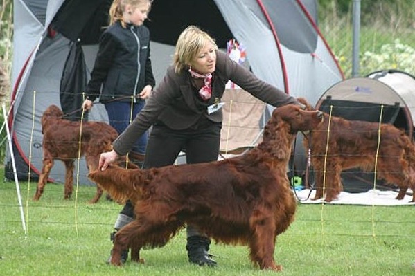 愛爾蘭雪達犬亞軍傑格疑似在狗展被下毒，現又傳出其他狗狗受害。　取自英國《鏡報》