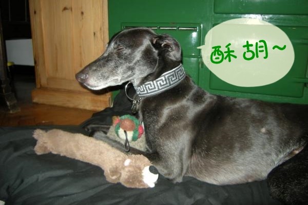 在收容所待了7年的Jed很享受新家。　取自The Northern Echo