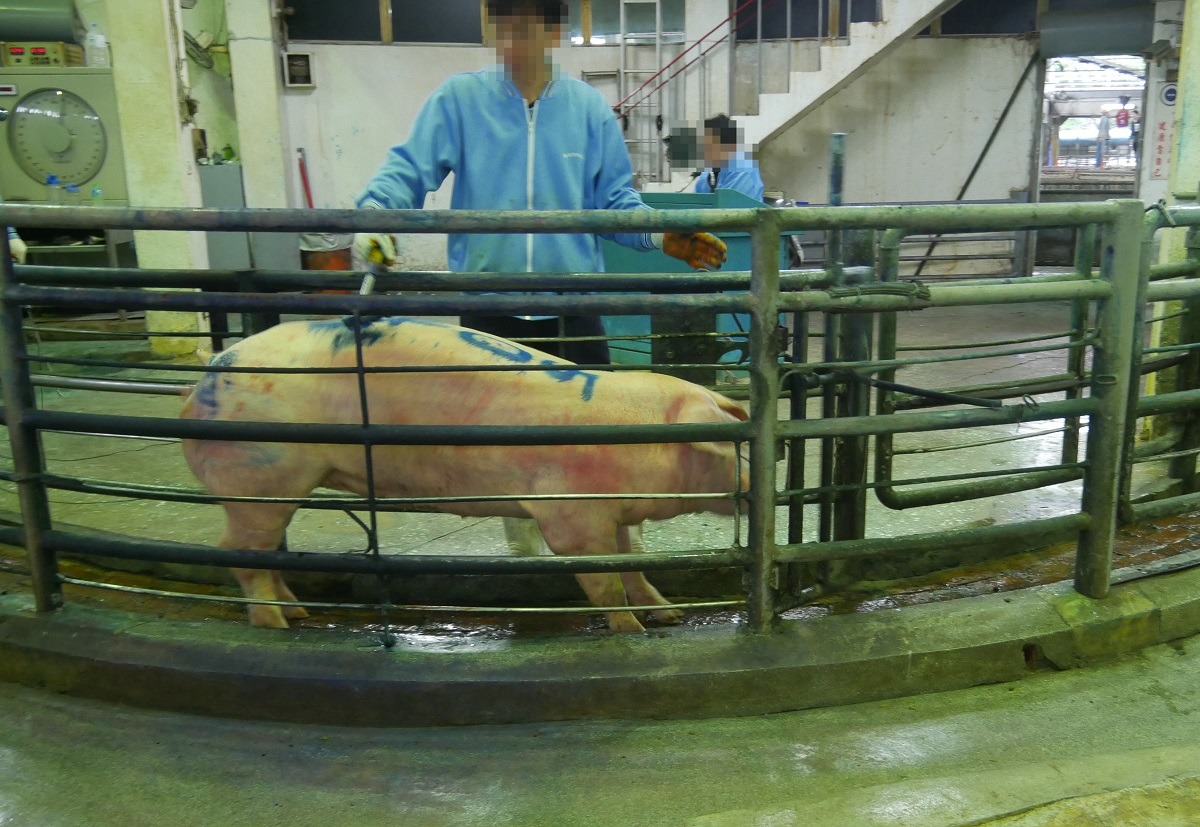 工作人員用「刺印」在豬隻身上打印購買者資訊。刺印工具由數十根金屬尖刺組成，每根長至少1公分。　台灣動物社會研究會/提供