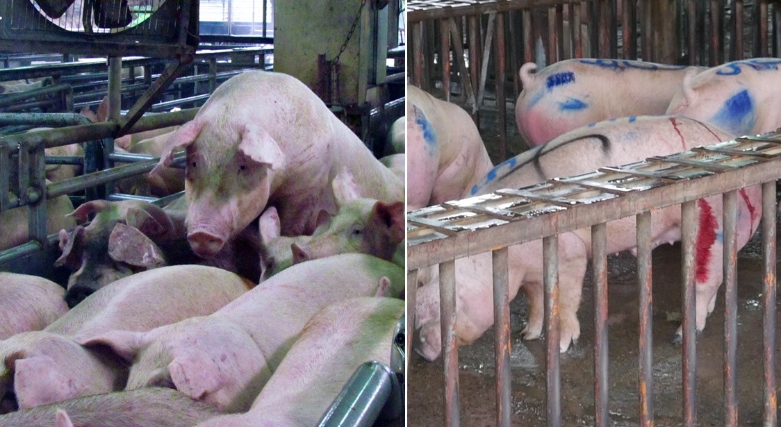 圖左為不當驅趕造成豬隻緊張推擠。圖右為拍賣後豬隻已傷痕累累。　台灣動物社會研究會/提供