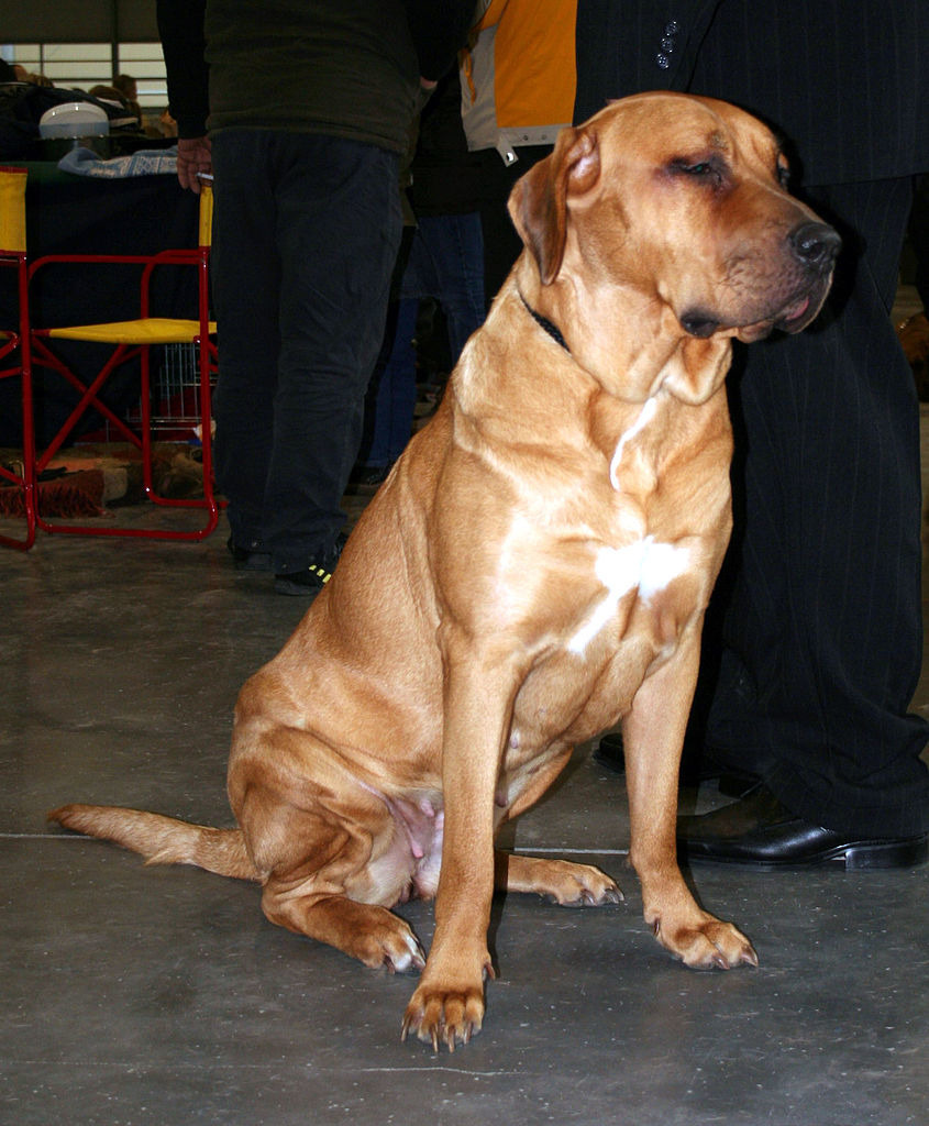 土佐犬外型忠厚，但牠其實是被刻意培育出的鬥犬。　取自網路