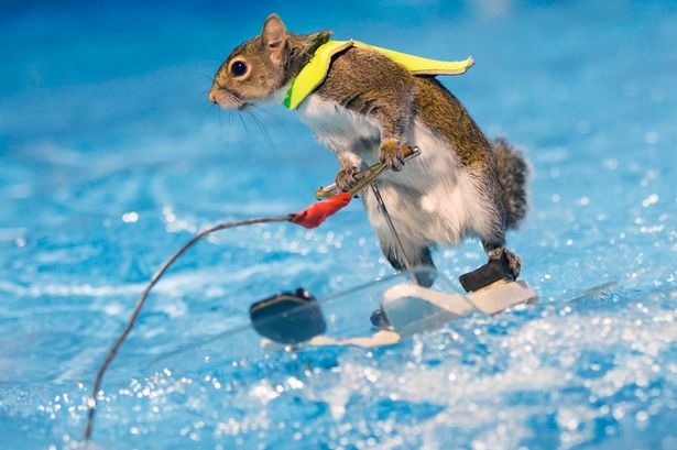 這可不像電影「鼠來寶」是由動畫後製出的影片,這段滑水影片完全由Twiggy本人親自上陣演出! 取自《Mirror》