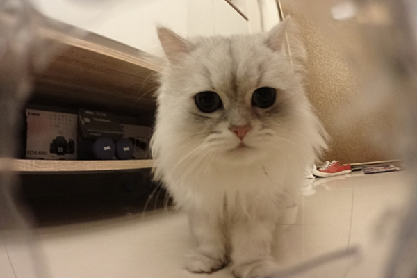 策展團隊的貓咪經常拍到彼此。 大亦睿與三喵卡樂/提供