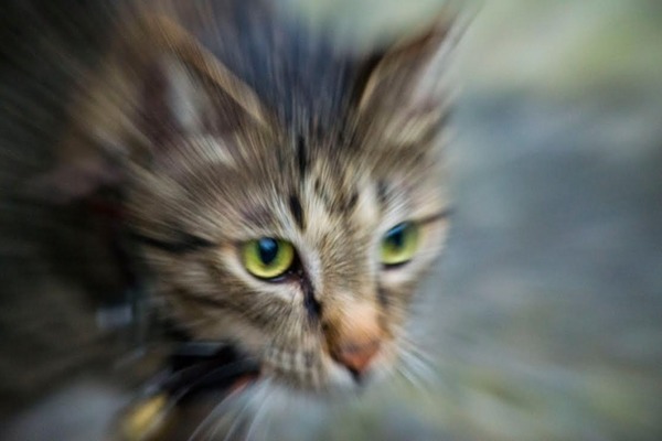 斑斑狩獵時的模樣。 吳建興/提供