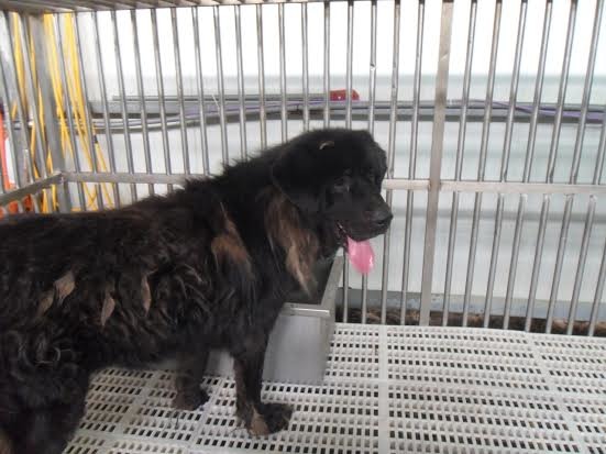 附近住戶不用害怕，混種獒犬已被帶回基隆市防疫所安置。　基隆市防疫所/提供