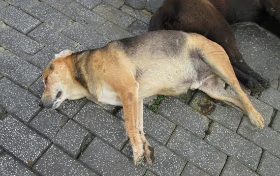 圖為2015年5月在文山區復育公園被毒害之狗屍。　臺北市動物保護處/提供