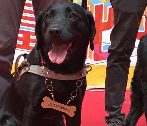 台北市社會局在榮譽市民制度的基礎上，設計了榮譽市犬獎項。　台北市社會局/提供