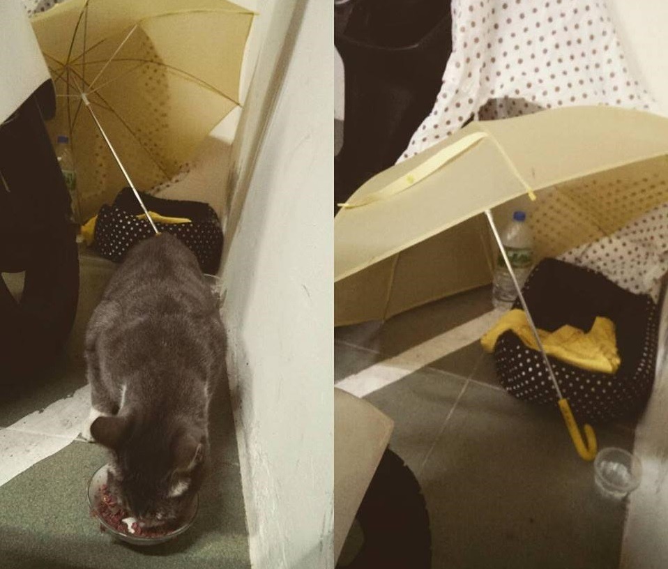 在寒冷的冬天，李小姐為貓咪準備的床和傘，讓牠們保暖、遮風擋雨。　李小姐/提供