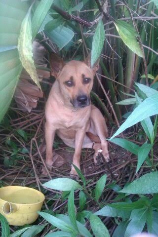 阿文剛被發現時還很怕生，躲在草叢裡不太敢靠近人。　李香蘭/提供