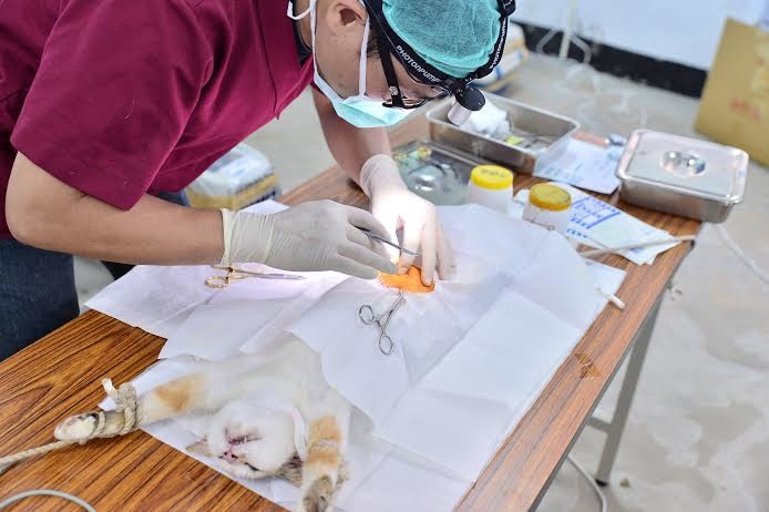獸醫師為貓咪進行結紮手術。 新北市動保處/提供