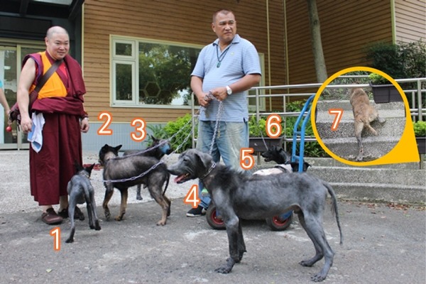 毛小孩幸福聯盟領養7隻狗兒，大多都是黑色米克斯，有隻怕人的狗兒躲到一旁去了。　江幸芸/攝