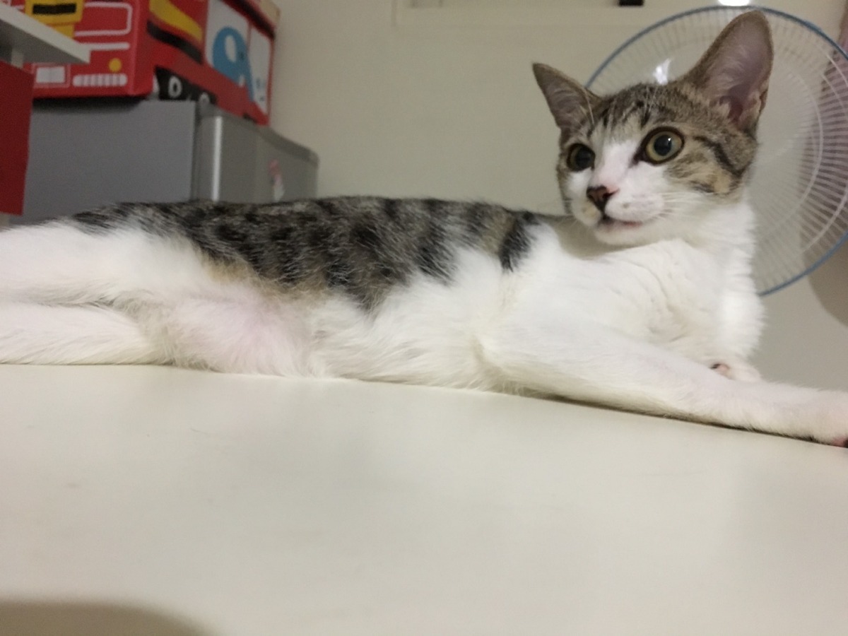 哈ㄏㄚˇ非常可愛，林小姐從小養大，對於愛貓受到驚嚇，感到非常心疼。　林小姐/提供