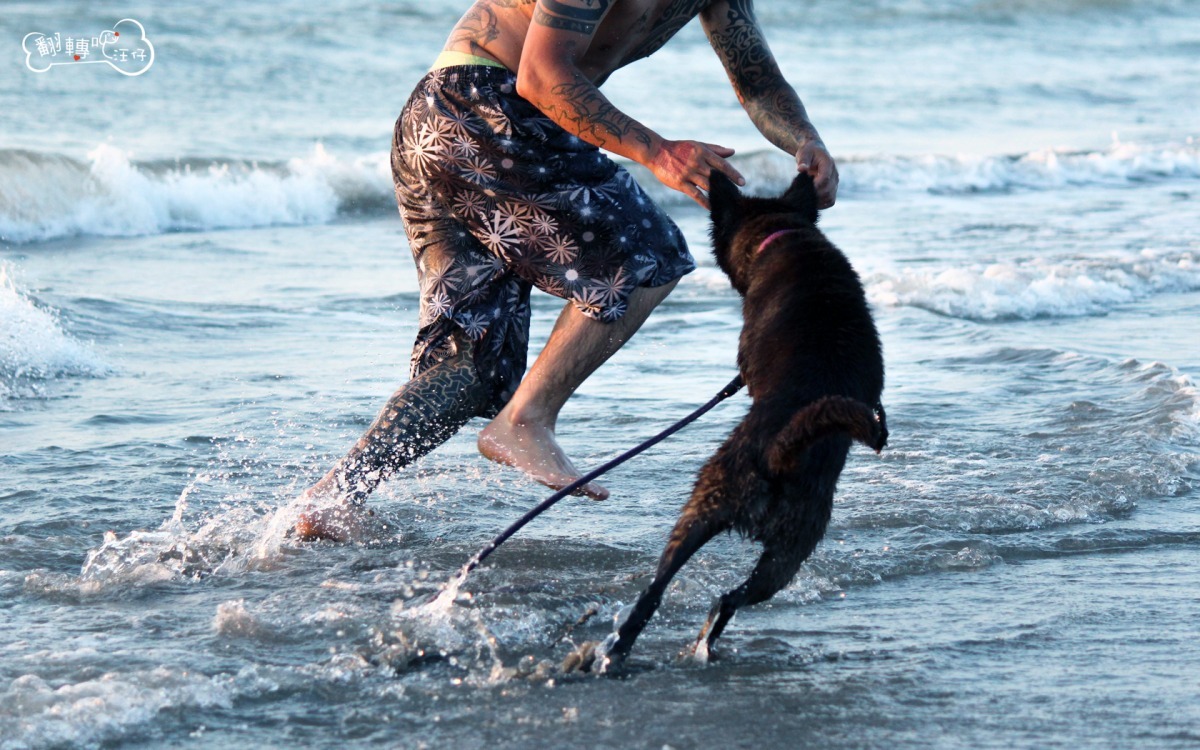 訓練師會帶狗狗到處去玩，讓牠們消耗體力，也走出狗園、探索這個世界。　翻轉吧汪仔/提供